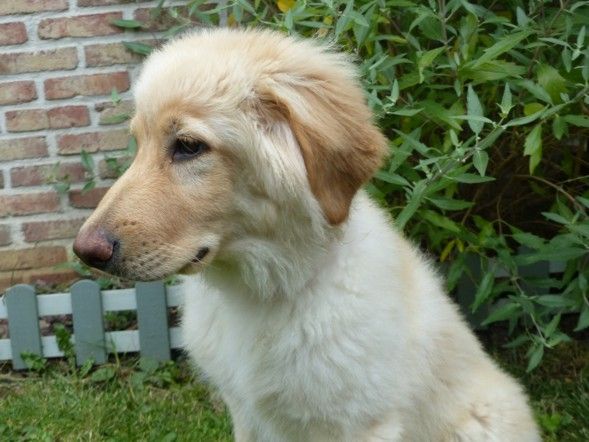 Du Ptilac - Chiot disponible  - Hovawart